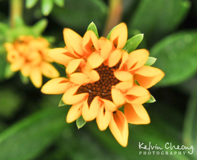 Cropped flower. Cropped flower.