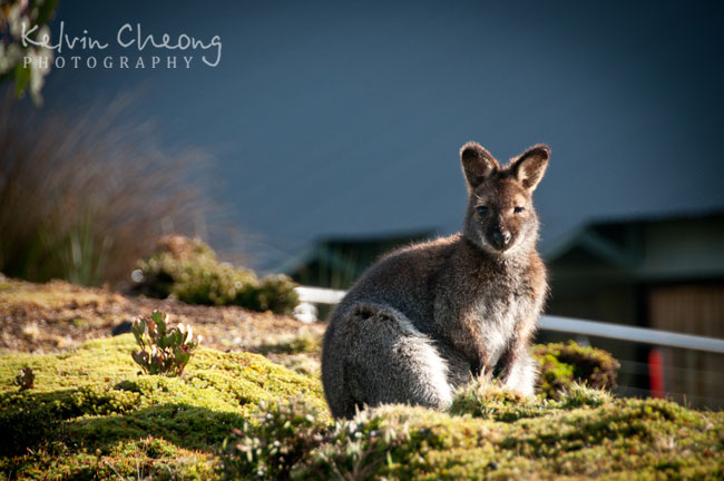 Cradle-Mountain-31 Cradle-Mountain-31