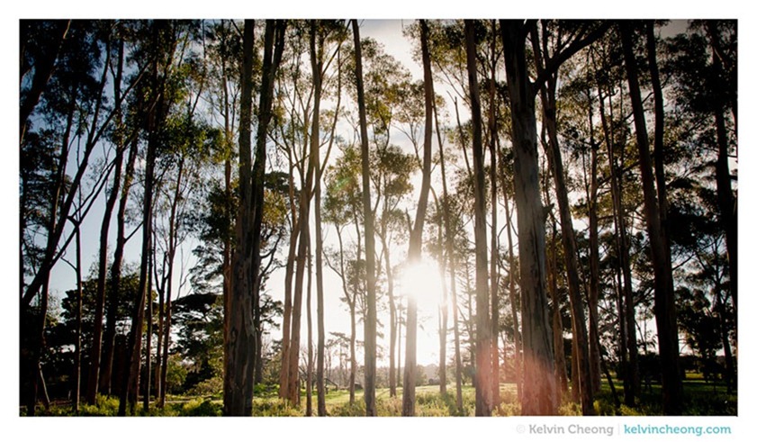 werribee-mansion-4