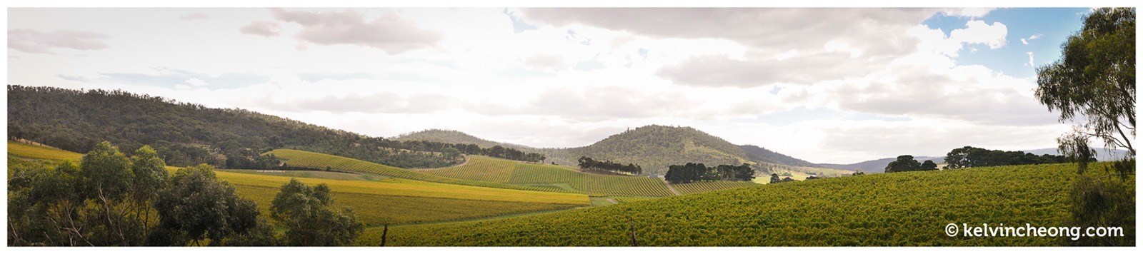 kc-photography-de-bortoli-winery2